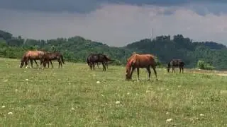 Free-Roaming Horses of Kentucky