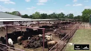 Outback Cuttings Wes Arena Premier Cutting Horse Shows