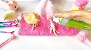 This Happy Hen Has a Better Morning Routine Than You 🐔✨
