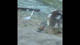 fluffy Egyptian gosling chicks