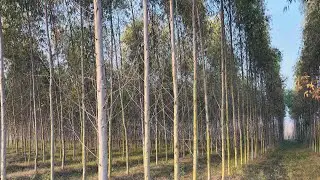 3 Saal Mein Safeda Plant Ki Jabardast Growth | Clone 405 | 🤔