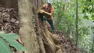 MENEBANG POHON YG SANGAT BESAR  RATUSAN TAHUN