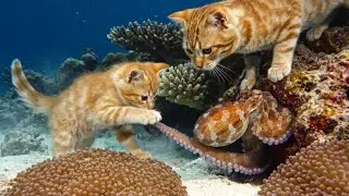 Mama cat and her kitten go on a scuba diving adventure 🐙🌊