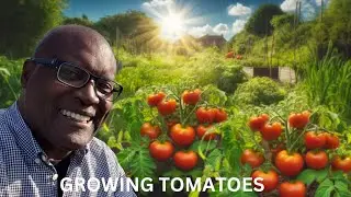 No DigTomatoes. Grow tomatoes sustainably and enjoy a healthy harvest of tasty, wholesome tomatoes.