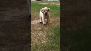 slow-mo Labrador puppy running❤️❤️ *super cute* #shorts