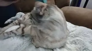 Ultimate Cat Bliss: Watch This Adorable Feline Enjoy Head Rubs!