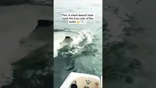 #короткометражки/Почему акулы правят морем 😱🦈🎣 #рыбалка #акула #рыба #океан #рыбалкавидео #коротк...