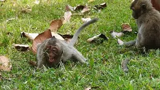 Very Poor orphan girl Jessie why always happen like that after Dolly bite now Danna bite her again