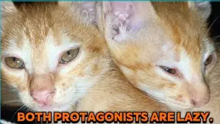 😸Which of the two kittens is the laziest protagonist.