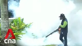 NEA warns of dengue outbreak as last week's cases almost double from same period last year