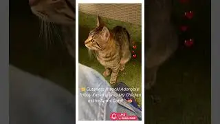 🐱 Cuteness Attack! Adorable Tabby Kitten Wants My Chicken at the Sport Caf&eacute;! 🍗😻 #adoptstrays #cute