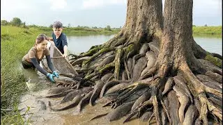 Harvesting Millions Giant Swamp Fish, Cooking With Wild Food | Self-Sufficient Living