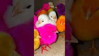 Colorful Chicks 😘🐥 #shorts #cute
