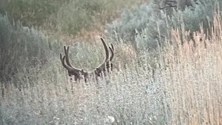 Solo spotting night #hunting #phonescope #muledeer