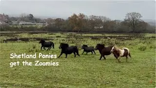 Shetland Ponies Get The Zoomies: TV Episode 581
