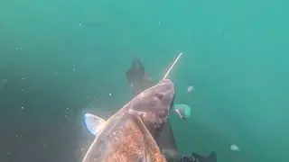 Spearfishing three prong action first die for the year 01/01/25 first blue moki biggest fish yet