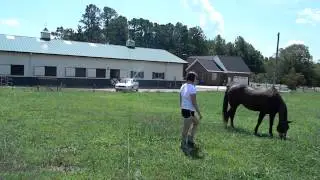 Senior Exit for Horse Training