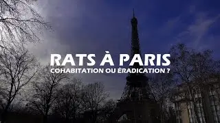 DOC - Rats à Paris : cohabitation ou éradication ?
