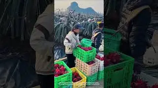 Harvesting and Stacking Dragon Fruits