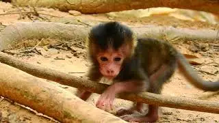 Adorable Baby Brittany in the Jungle 🐒 Sweet Wildlife Moment