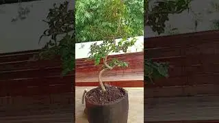 Serut Meliuk Formal #bonsai #tanamahias #serut