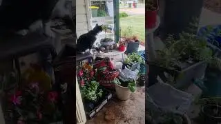 Pottering about with pots