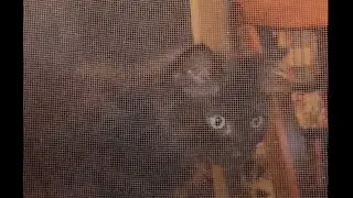Free The Ninja Kitty! Cute cat plays outside