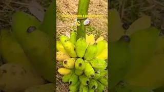 Steamed Bananas with Coconut Cream 🍌🥥 | Real Cooking Sounds | Seneh Daily Life
