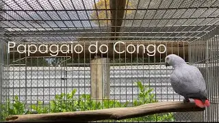 A ave mais inteligente do Mundo | Papagaio do Congo