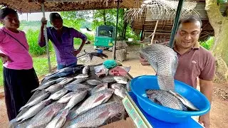 Unique Fishmonger's Secret! Inside Sri Lanka's Traditional Fish Market