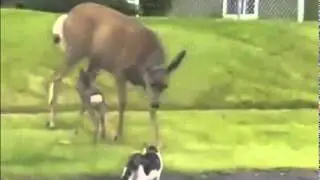 прикол с котом