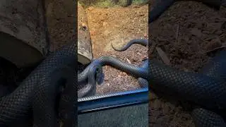 Mexican black king snake imitates a rattlesnake🐍 #snakes #reptiles #animal