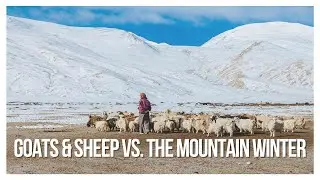 Mountain Majesty: Keeping Goats & Sheep Thriving in the Snow