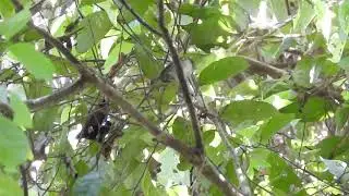 Flammulated Pygmy-Tyrant (Hemitriccus flammulatus)