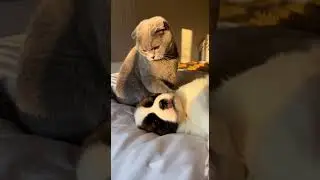 Scottish Fold Bullies a St Bernard Puppy&hellip; Watch the cutest showdown #Cats #Dogs #Pets
