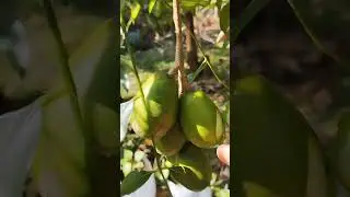 June plum#😊 Ambarella