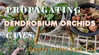 Советы по размножению орхидеи Дендробиум и уходу за Дендро Кейкис