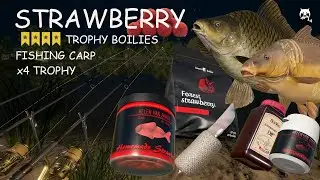 TROPHY BOILIES STRAWBERRY | x4 TROPHY CARP | Russian Fishing 4 RF4 The Amber Lake.
