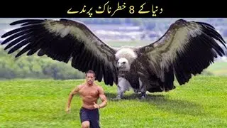 8 Most Dangerous Birds That Can Attack Humans | دنیا کے 8 سب سے خطرناک پرندے جو حملہ کر سکتے ہیں