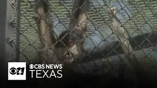 Social media trend fuels illegal spider monkey trade across southern border