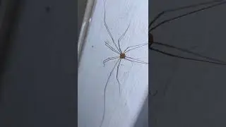 Daddy Long Legs are insects!! Not spiders!! #nature #naturephotography #daddylonglegs