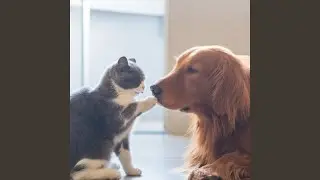 Pets Harmony Evening Calm