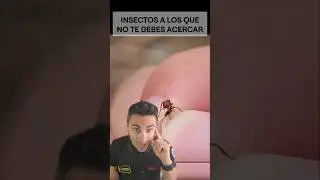 Insectos a los que no te debes acercar.#supervivencia #sabiasque #curiosidades