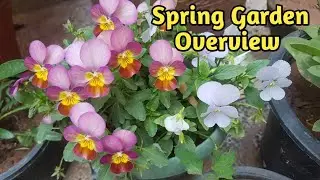 Spring Garden Overview| Best time to multiply your plants