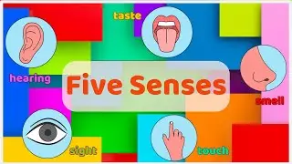 Exploring the Five Senses | Learn About Sight, Hearing, Smell, Taste and Touch | Smartie Alpaca