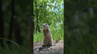 Cute European ground squirrel in natural environment close up! #facts
