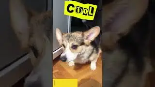 Funny corgi dog #shorts #dog #corgi #funny #dog video #корги #собака #смешно