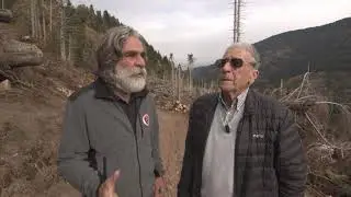 Il dopo Vaia, due tempeste a confronto