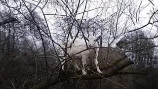 Козы скалолазы или дереволазы😀. Куда только не залезут.