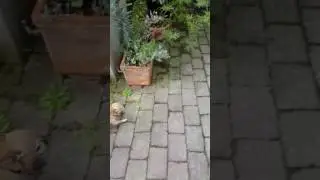 hrab a charli